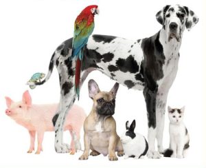 image of dog, cat and other animals